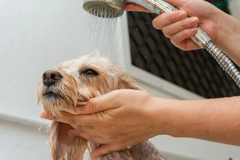 Toiletteur pour chien près de Paris 6e Arrondissement