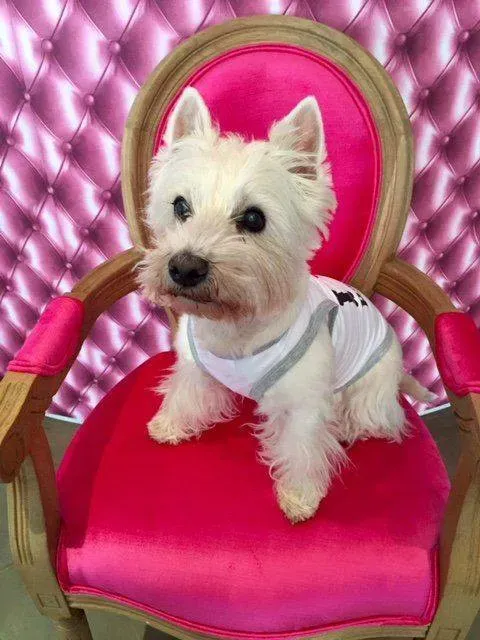 chien sur fauteuil