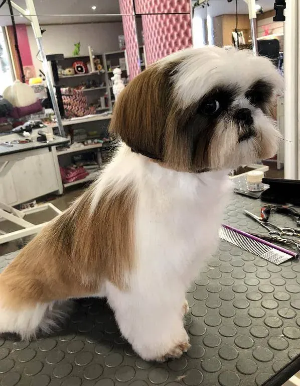 chien toilettage (5)