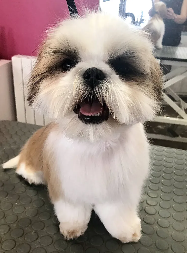 chien toilettage (8)