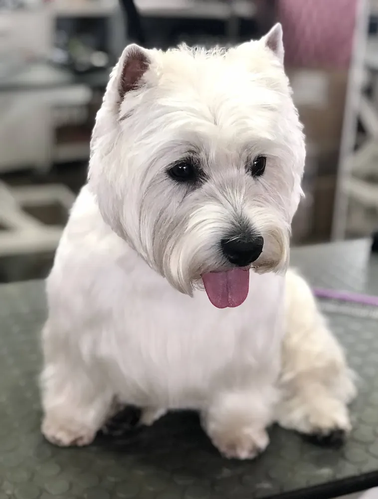 chien toilettage (10)