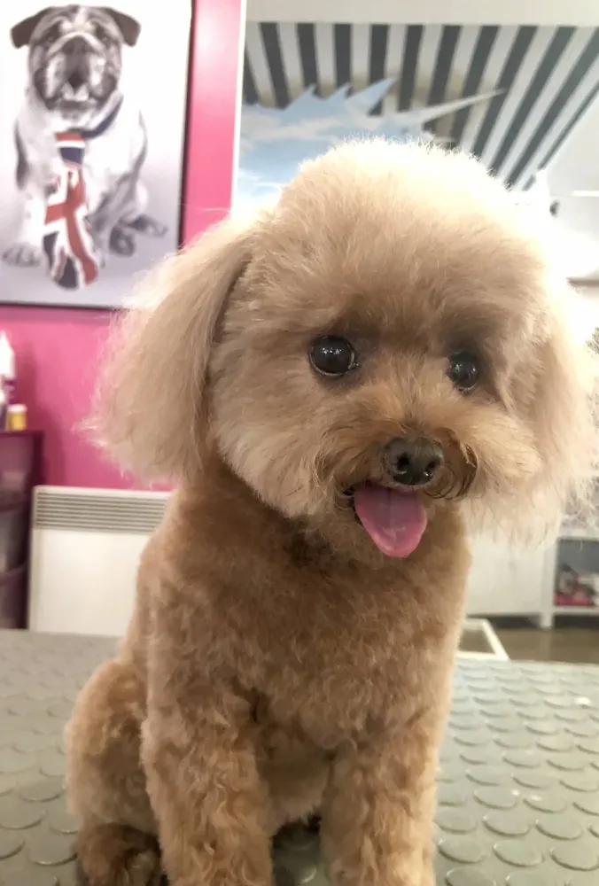 chien toilettage (11)