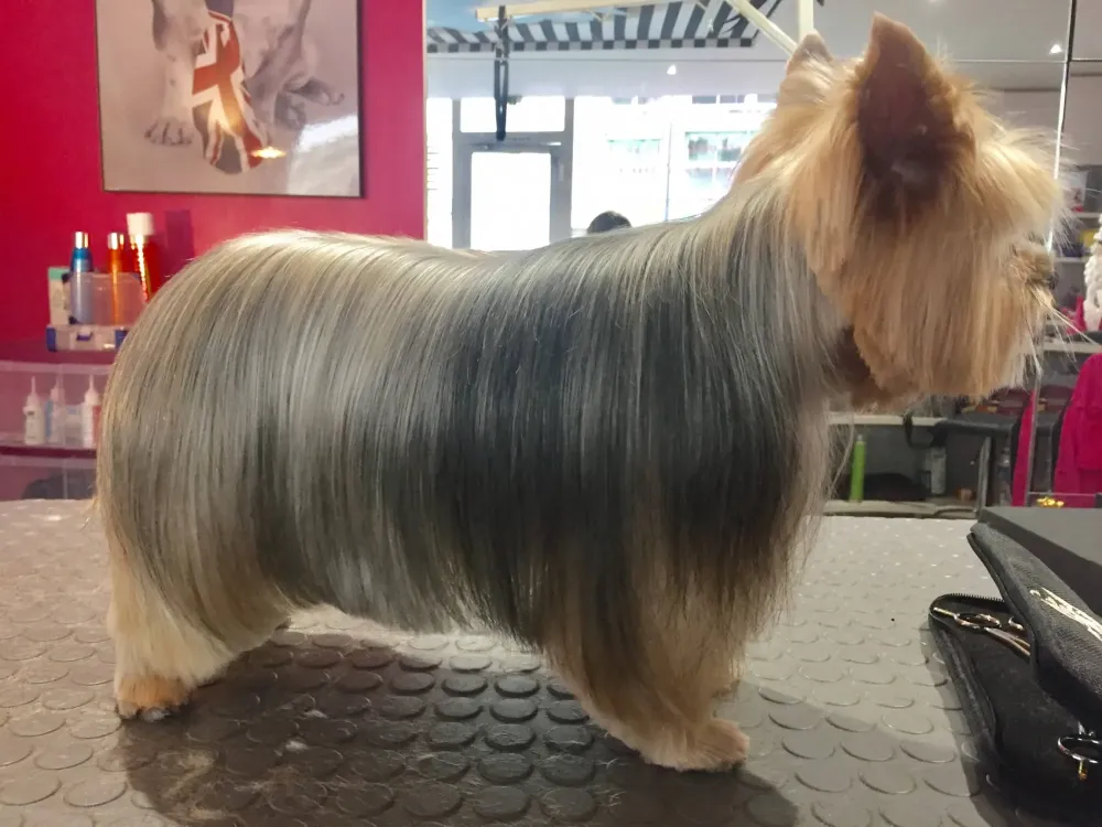 Démêlage chien près de Paris 6e Arrondissement