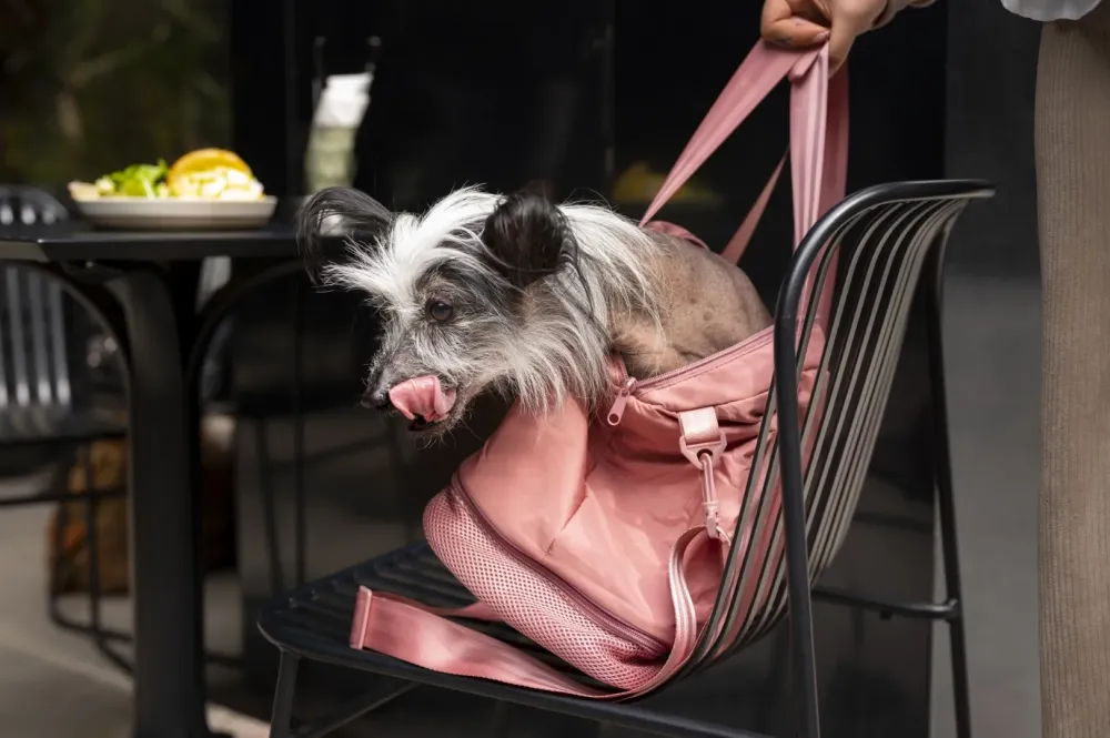 Sac de transport chien et chat près de Paris 6e Arrondissement