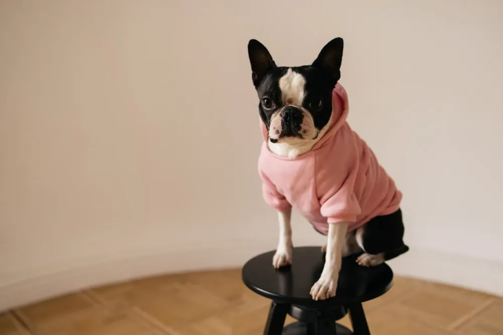 Vêtement chien et chat près de Paris 6e Arrondissement