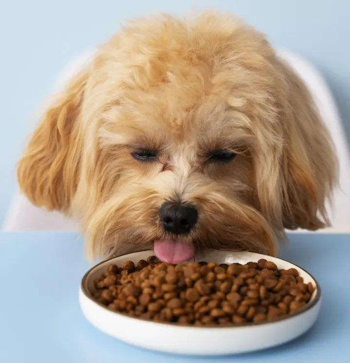 Alimentation chien et chat près de Paris 6e Arrondissement